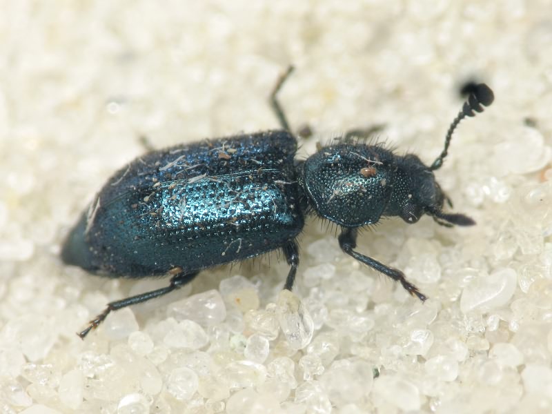 Necrobia violacea (Linnaeus, 1758)